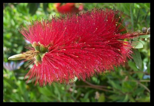 tunisian flowers #kwiaty