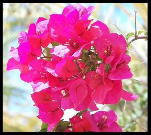 tunisian flowers #kwiaty