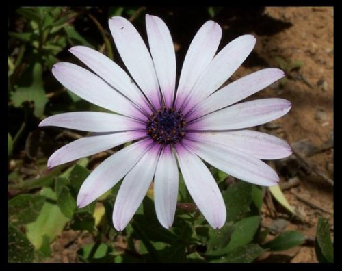 tunisian flowers #kwiaty