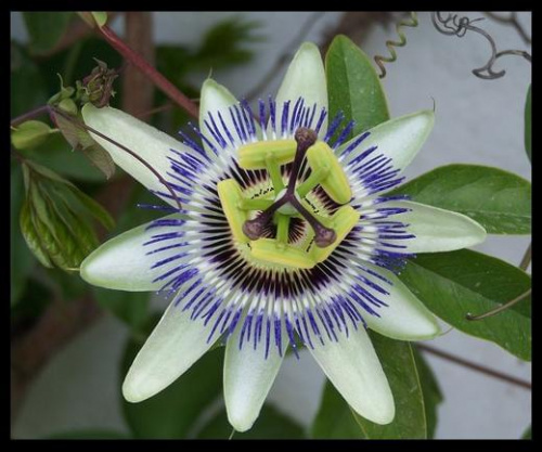 tunisian flowers #kwiaty