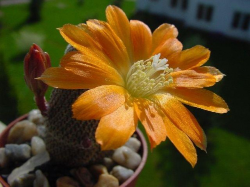 Rebutia heliosa