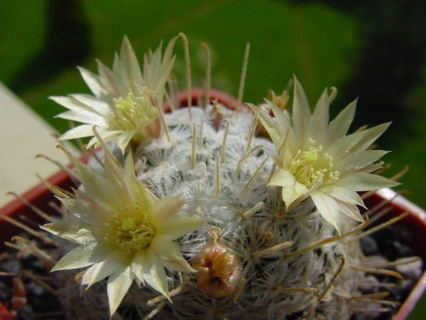 Mammillaria duweii