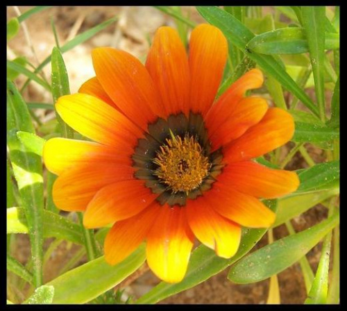 tunisian flowers #kwiaty