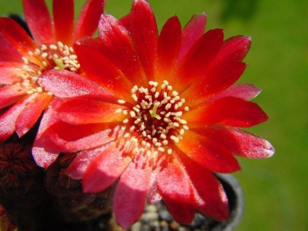 Rebutia pulchera