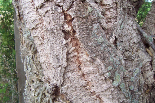Dąb korkowy ,,, właśnie z kory tego drzewa robi sie korki