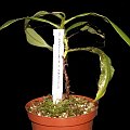 Nepenthes trichocarpa