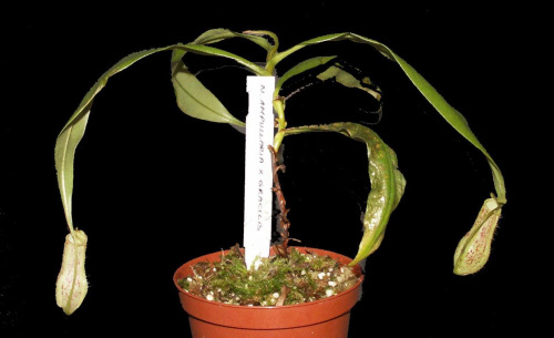 Nepenthes trichocarpa