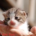 Małe kotki - 2007