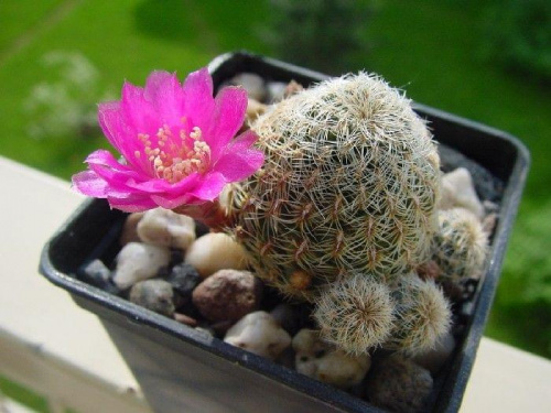 Sulcorebutia mizquensis