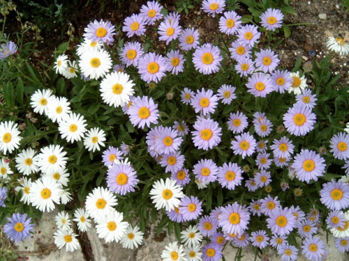 W moim ogrodzie. #MojeRośliny #kwiaty #astry #wiosna #MÓJOGRÓD #rosliny #przyroda