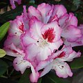 najmlodszy rododendron w kolekcji