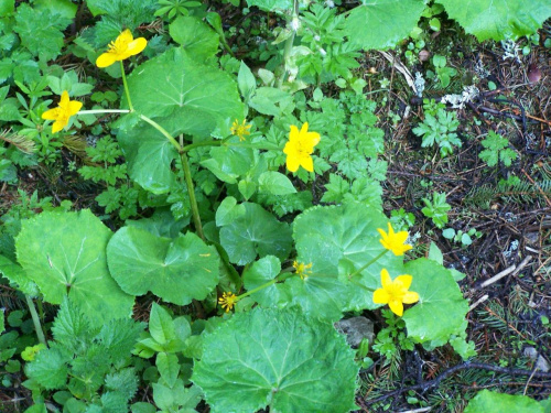 Tatry Zachodnie maj 2007