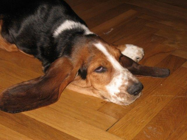 #BassetHound #pies #Boogie