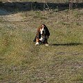 A ja i tak nie przyjdę!!!! #BassetHound #pies #Boogie