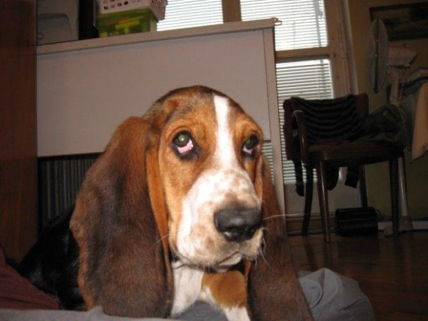 Boogie-inteligent #BassetHound #Boogie #pies