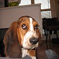 Boogie-inteligent #BassetHound #Boogie #pies