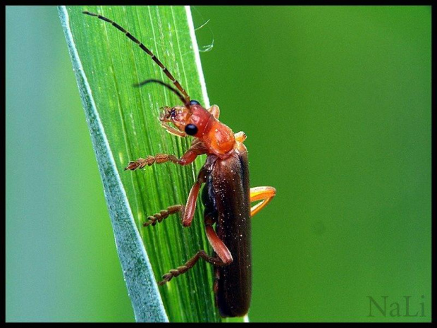 Zmięk żółty Rhagonycha fulva