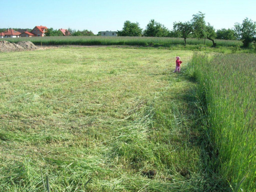 19 V 07. Po żniwach. Zboże poszło na obornik.