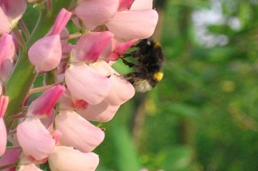Łubiny i trzmiele. #kwiaty #łubin #bylina #trzmiel #owad #bombus
