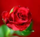 red rose