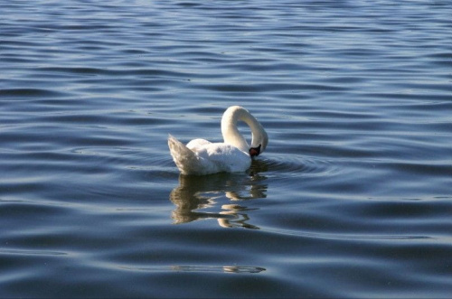 taniec na wodzie---jezioro łabędzie::)))) #MazuryKrainaTysiącaJezior
