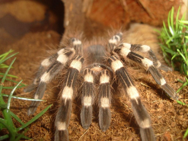 A. geniculata