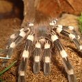 A. geniculata