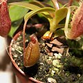 Nepenthes ventricosa x ovata