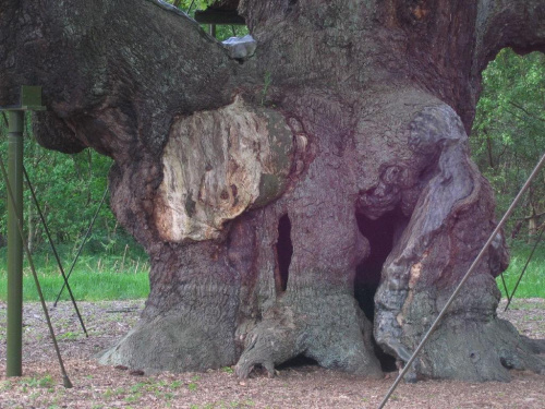 Sherwood Forest - Major Oak