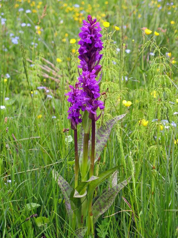 Stoplamek szerokolistny (Dactylorhiza majalis) #przyroda