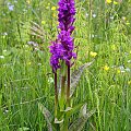 Stoplamek szerokolistny (Dactylorhiza majalis) #przyroda