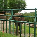 WYCIECZKA DO ZOO Z HANIĄ PRZEMKIEM SZYMKIEM I LIVIĄ