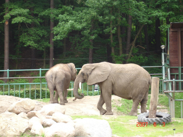 WYCIECZKA DO ZOO Z HANIĄ PRZEMKIEM SZYMKIEM I LIVIĄ