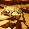 WYCIECZKA DO ZOO Z HANIĄ PRZEMKIEM SZYMKIEM I LIVIĄ