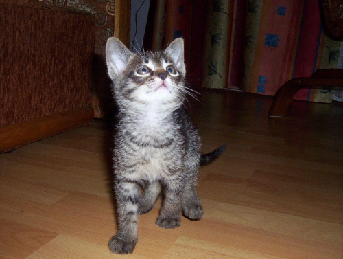 Znowu mały:D #kot #koteczek #kruszynka #mały #fajny