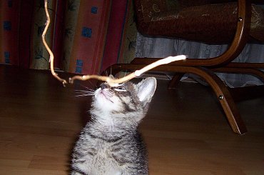 to mój patyczek :D #kot #koteczek #kruszynka #mały #fajny