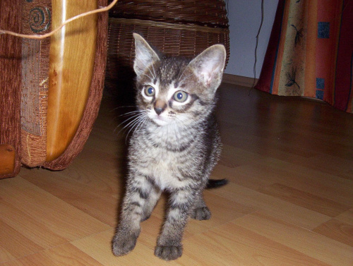Jaki ja malutki jestem:-) #kot #koteczek #kruszynka #mały #fajny