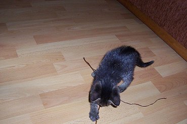 :-) Mały! #kot #koteczek #kruszynka #mały #fajny