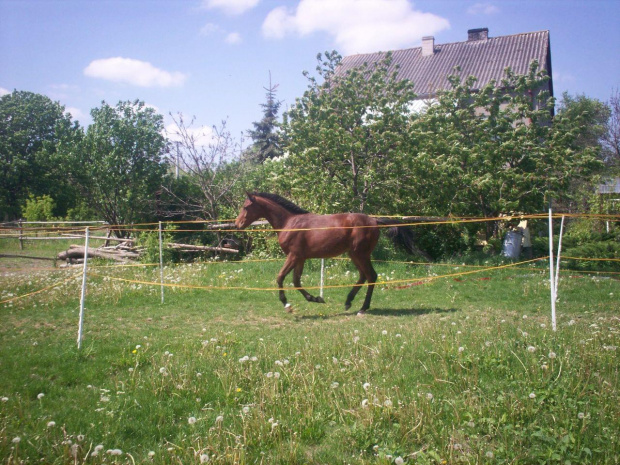 klara hihi moj konik