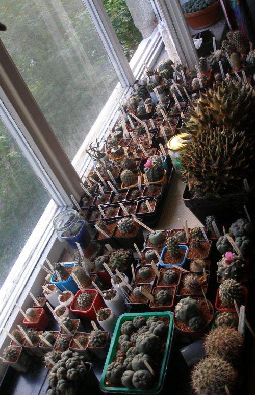 duze ariaki kolekcja #kaktus #kolekcja #meksyk