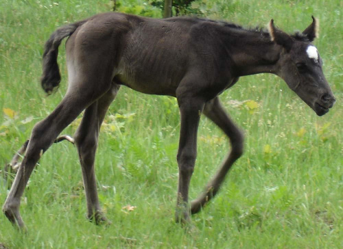 male cudo