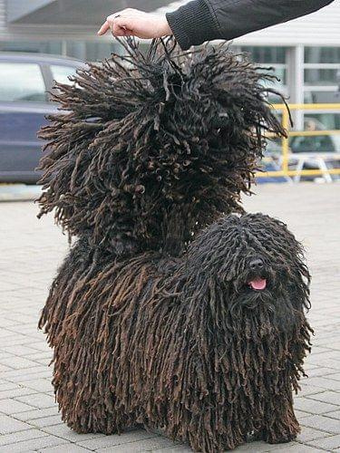 Hungarian puli