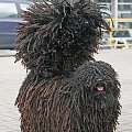 Hungarian puli