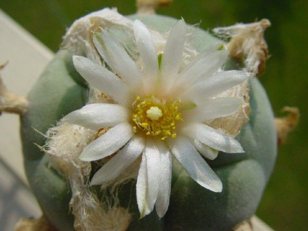 Lophophora diffusa