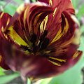 tulipanowy mieszaniec #kwiaty