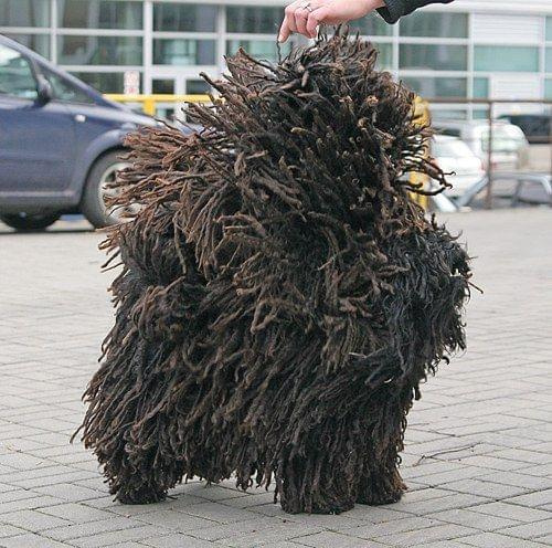 Hungarian puli