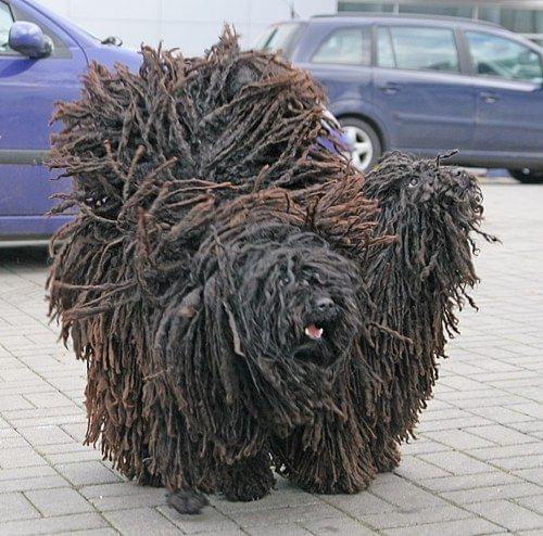 Hungarian puli