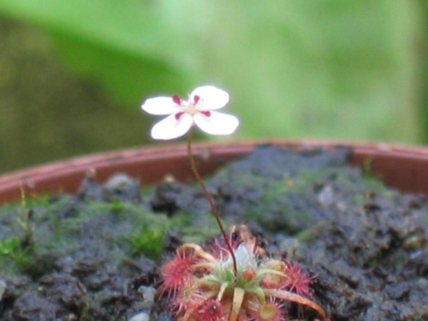 Drosera nitidula ssp. omissa x occidentalis