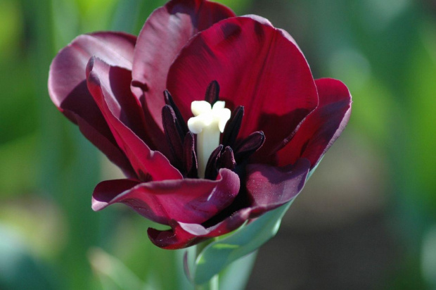 tulipany z nl
