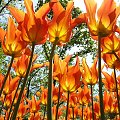 tulipany z nl